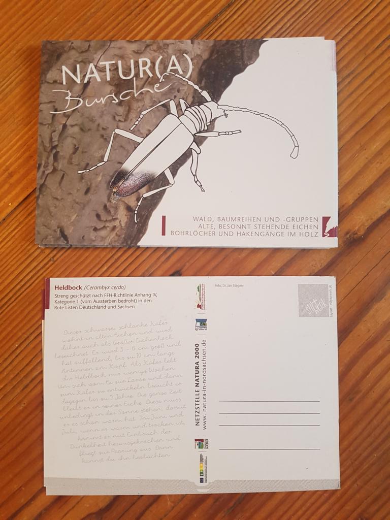 K1024 Natura 2000 Postkarte Heldbock