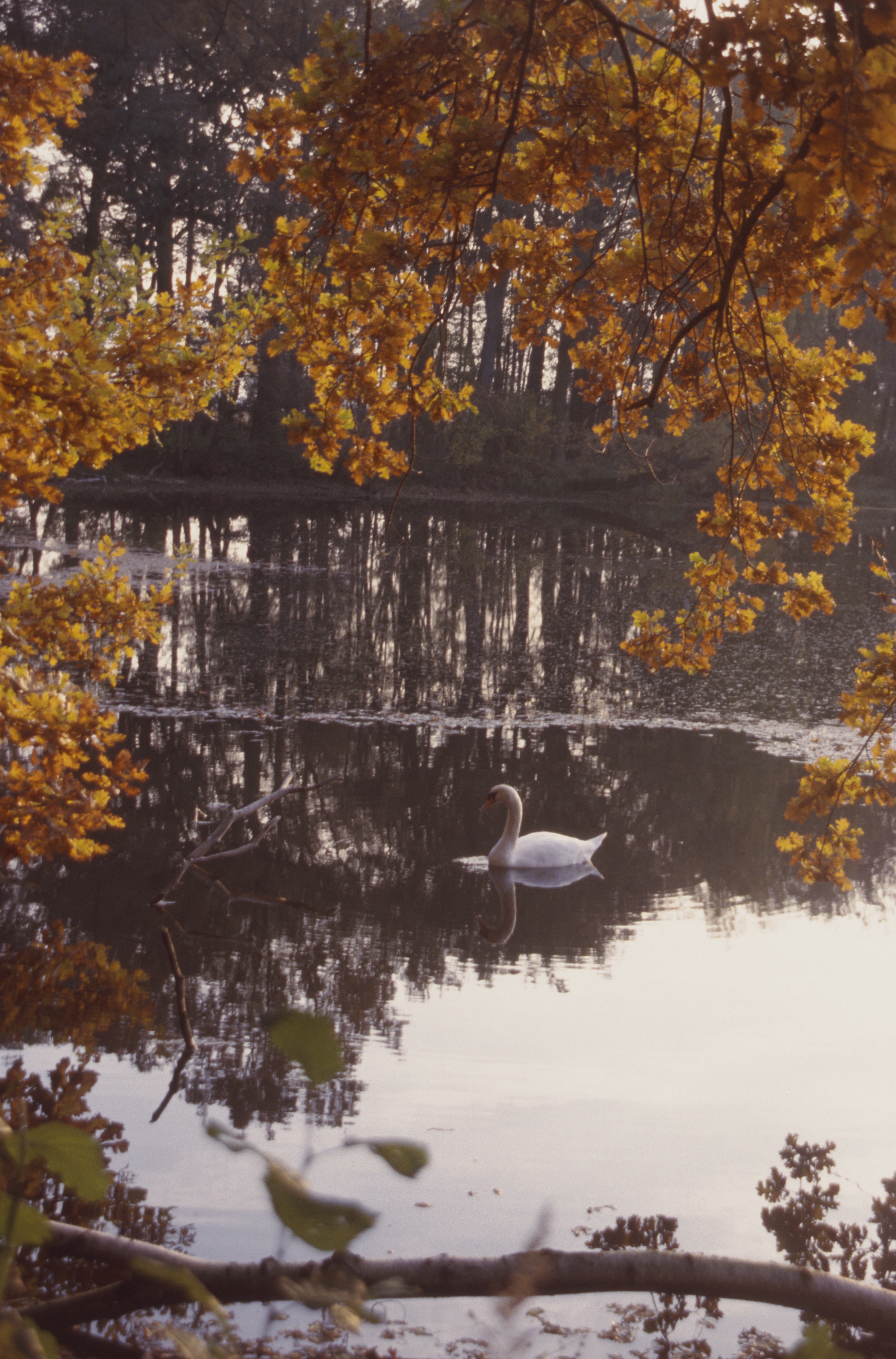 Herbststimmung in der Bennewitzer Teichlandschaft © Gottfried Kohlhase